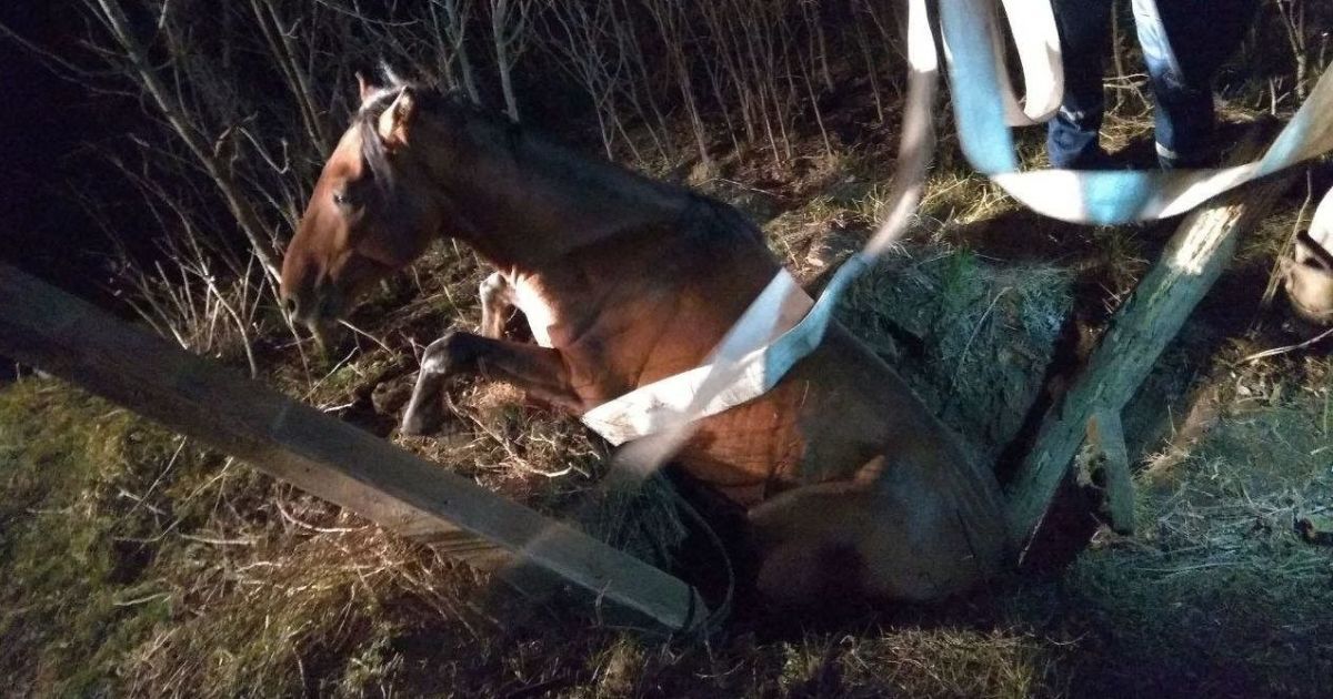 Запорізькі рятувальники витягли з колодязя коня