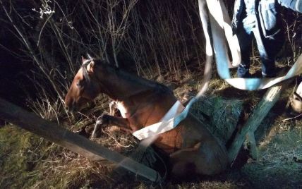 Запорожские спасатели вытащили из колодца коня