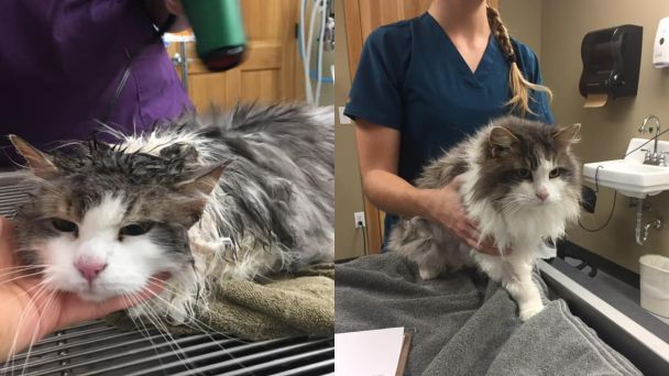  / © facebook.com/AnimalClinicOfKalispell
