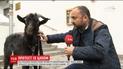 В ответ на заявление Земана активисты привели под Чешское посольство черного козлика