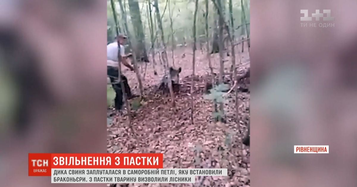 Егеря спасли дикую свинью, которая попала в ловушку браконьеров