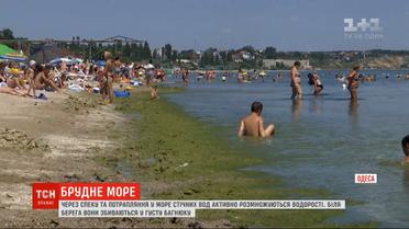 В Одессе зацвело море: вода стала грязно-зеленого цвета