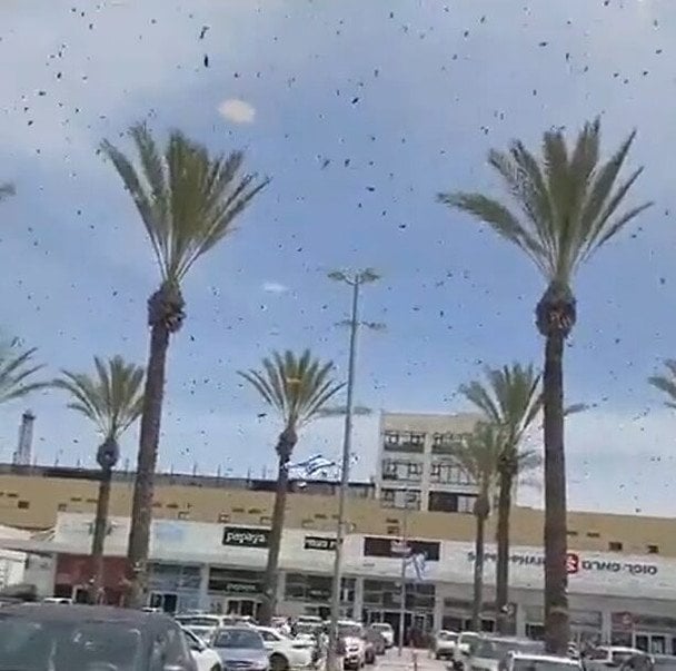 В торговом центре на юге Израиля зафиксировали нашествие десятков тысяч пчел.