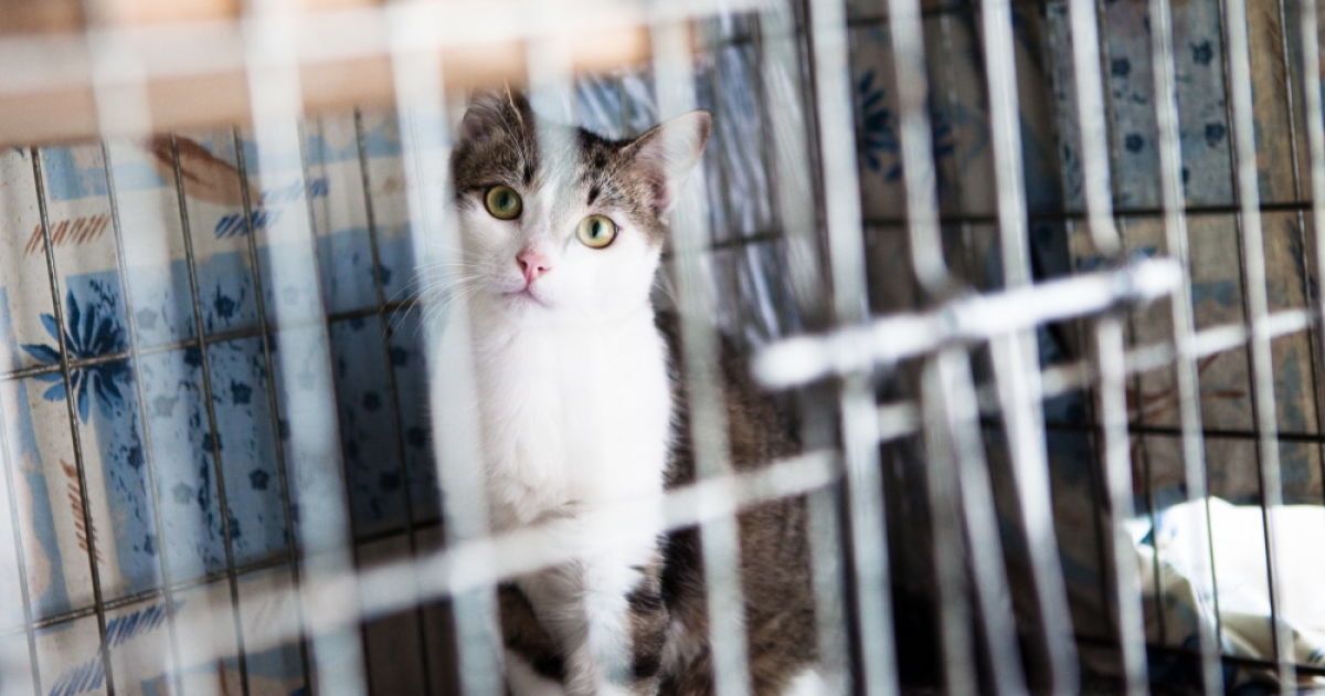 Бездомные животные в Украине: кто и как помогает защитить их права