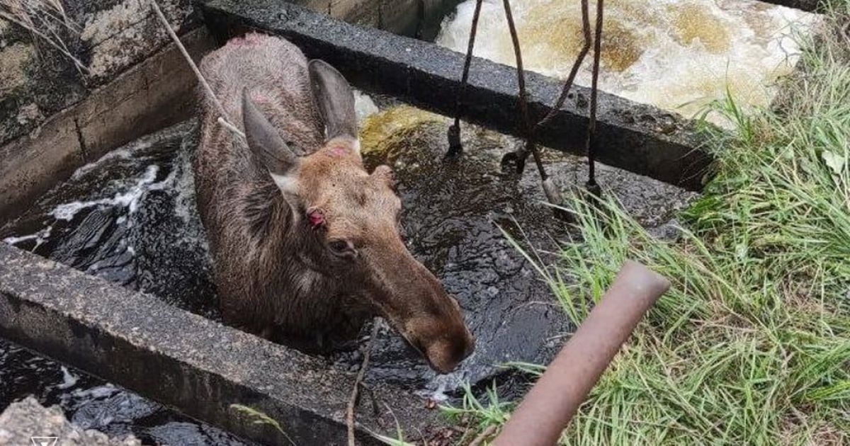 У Чернігові надзвичайники врятували з канави лося