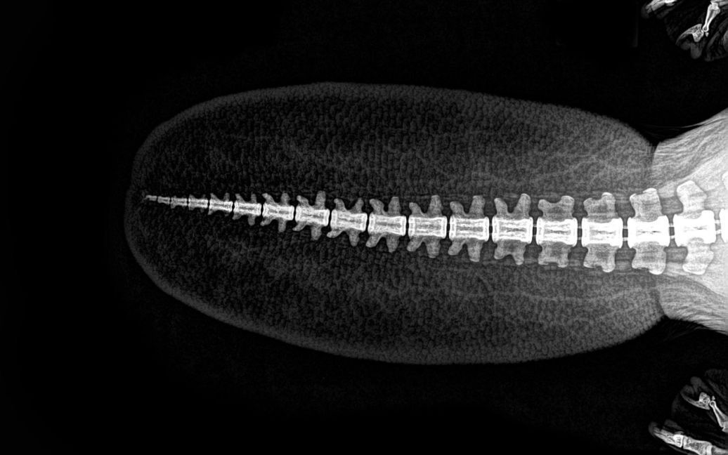 Хвіст бобра / © Oregon zoo