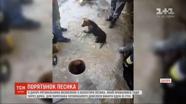 В Днепре спасатели освободили собаку из шахты коллектора