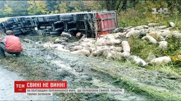 На Полтавщине съехала в кювет и перевернулась фура, перевозившая свиней