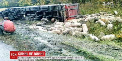 На Полтавщине съехала в кювет и перевернулась фура, перевозившая свиней
