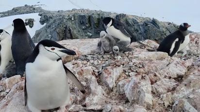 Українські полярники показали антарктичних пінгвенят