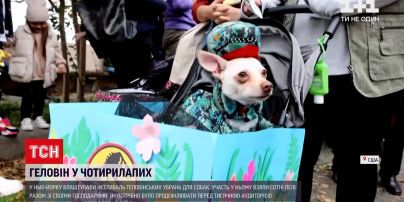 Новини світу: у Нью-Йорку відбувся фестиваль геловінських убрань для домашніх улюбленців