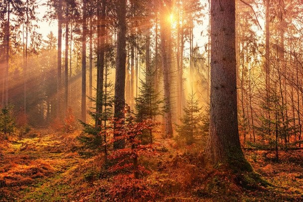 Народні прикмети 13 жовтня / © unsplash.com