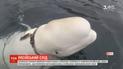 Норвезькі рибалки знайшли ручну білуху, яку міг тренувати флот Росії