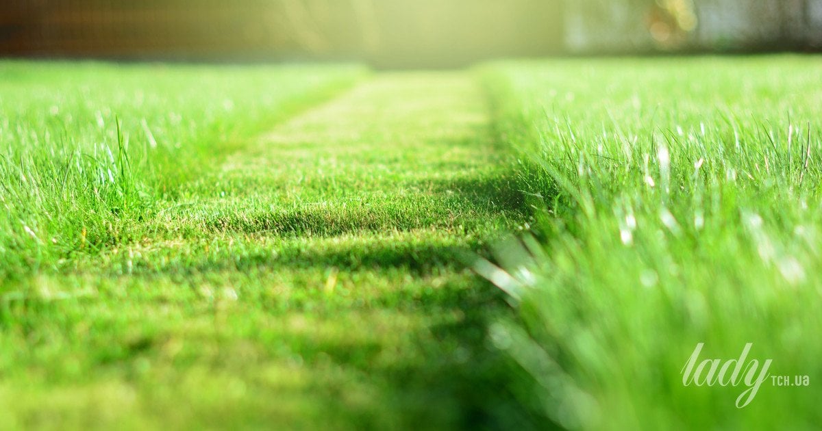 Коли сіяти траву