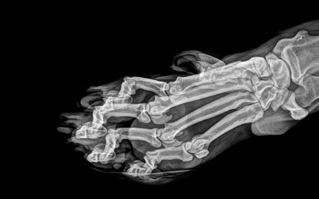 Лапа амурського тигра / © Oregon zoo