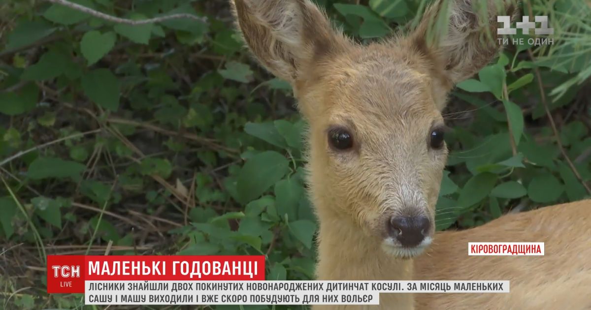 Лесники Кировоградщины нашли двух новорожденных брошенных детенышей косули