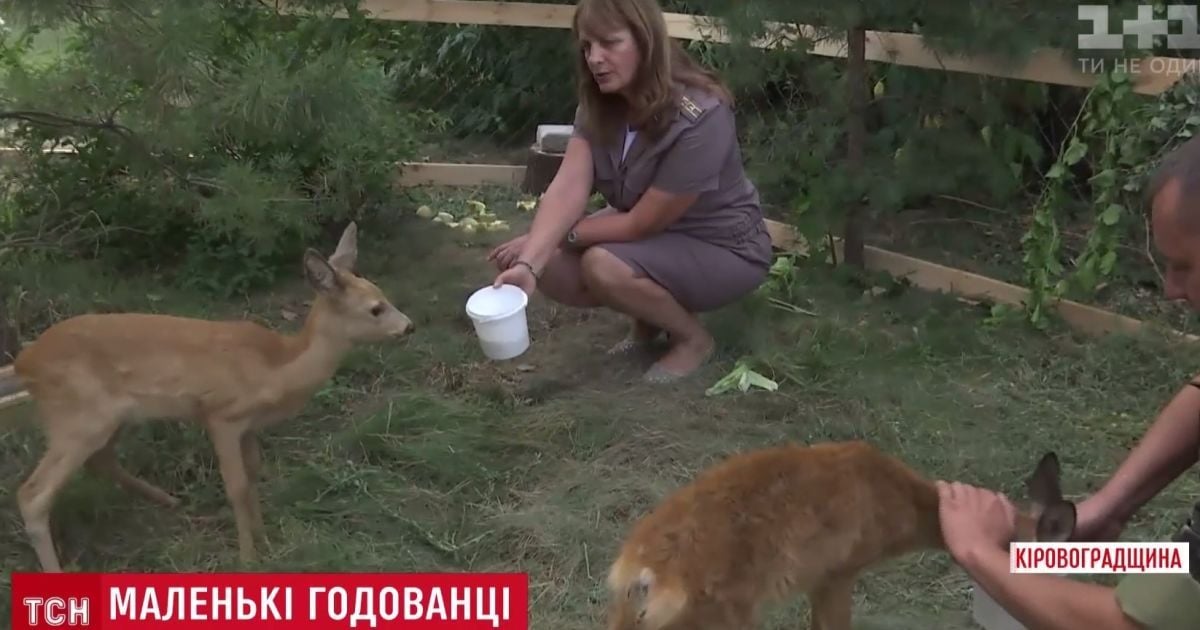 Лесники нашли и вскормили брошенных детенышей косули на Кировоградщине