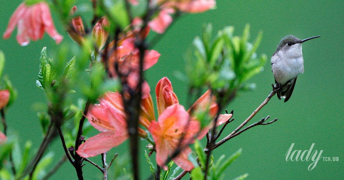 Гороскоп на 9–15 березня 2026 року