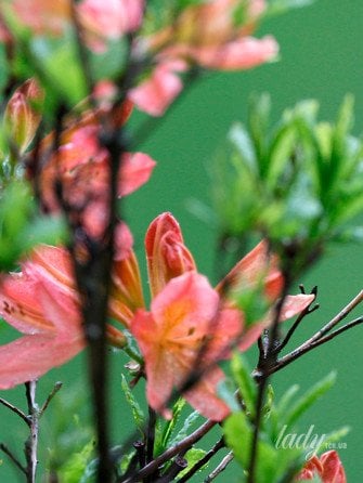 Гороскоп на 9–15 березня 2026 року