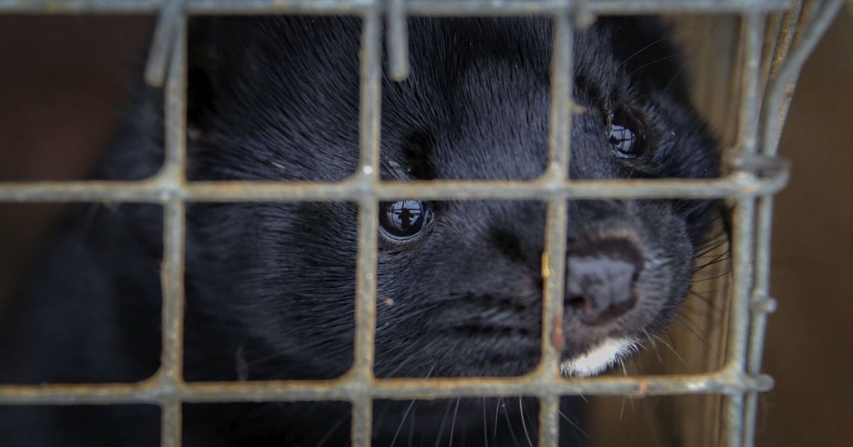 Верховная Рада не проголосовала за законопроект об экспериментах над животными