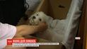 Мама для хищника: в китайской провинции собака выкармливает малыша пантеры