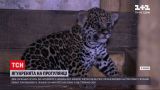 Новости Украины: в харьковском экопарке родились малыши ягуаров