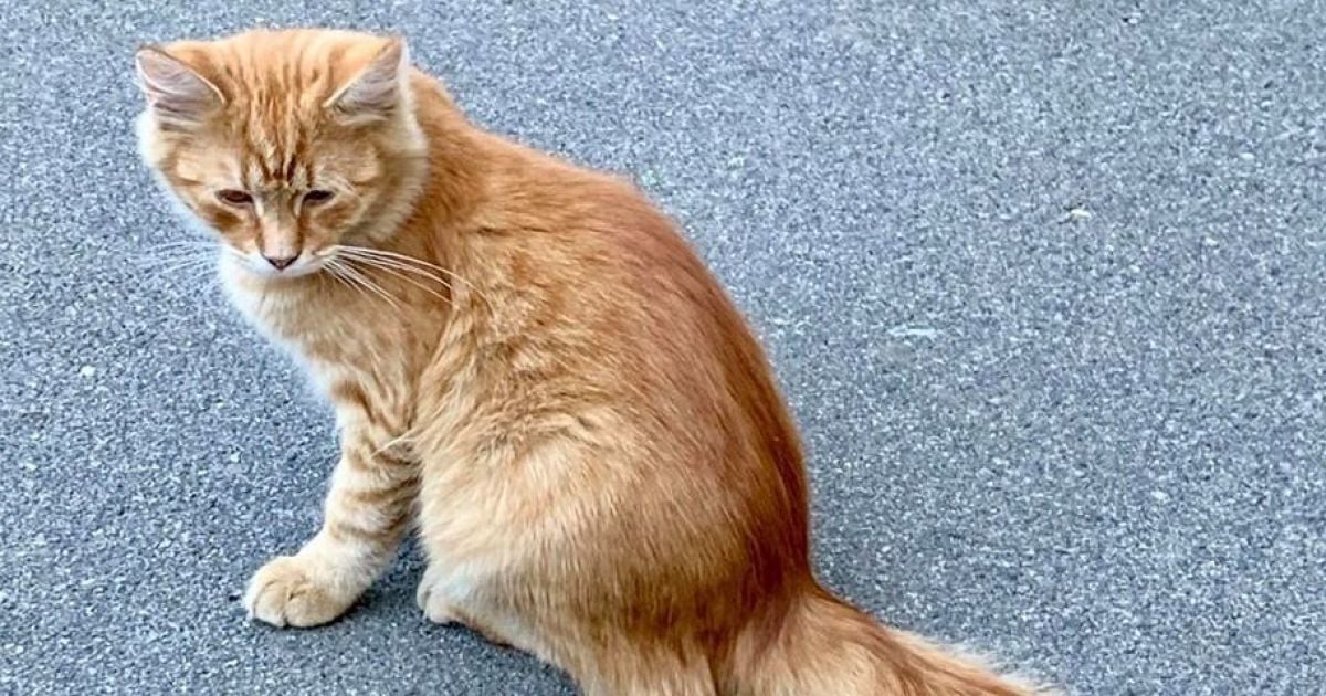 У Львівській області нетверезий чоловік жорстоко вбив кошеня: йому загрожує ув'язнення