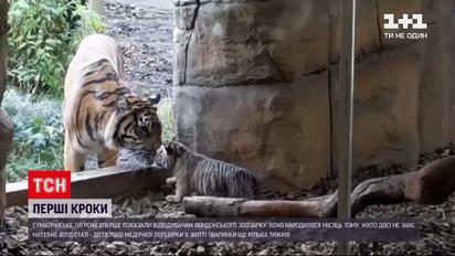 Новости мира: в зоопарке Лондона впервые показали гостям суматрийский тигренок