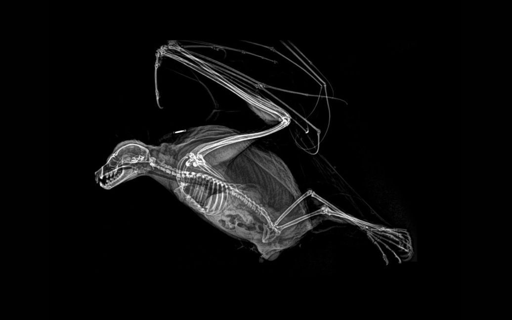 Кажан / © Oregon zoo