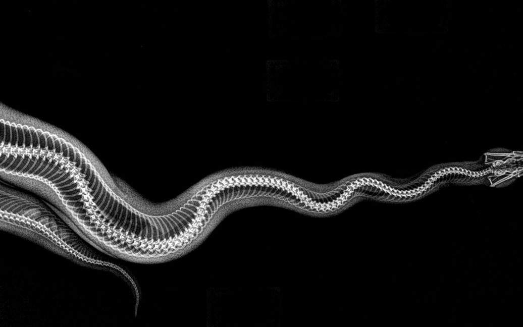 Пітон / © Oregon zoo