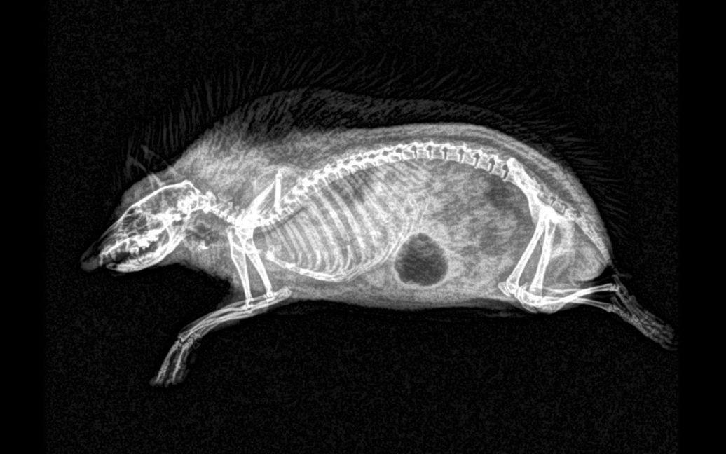 Їжак / © Oregon zoo