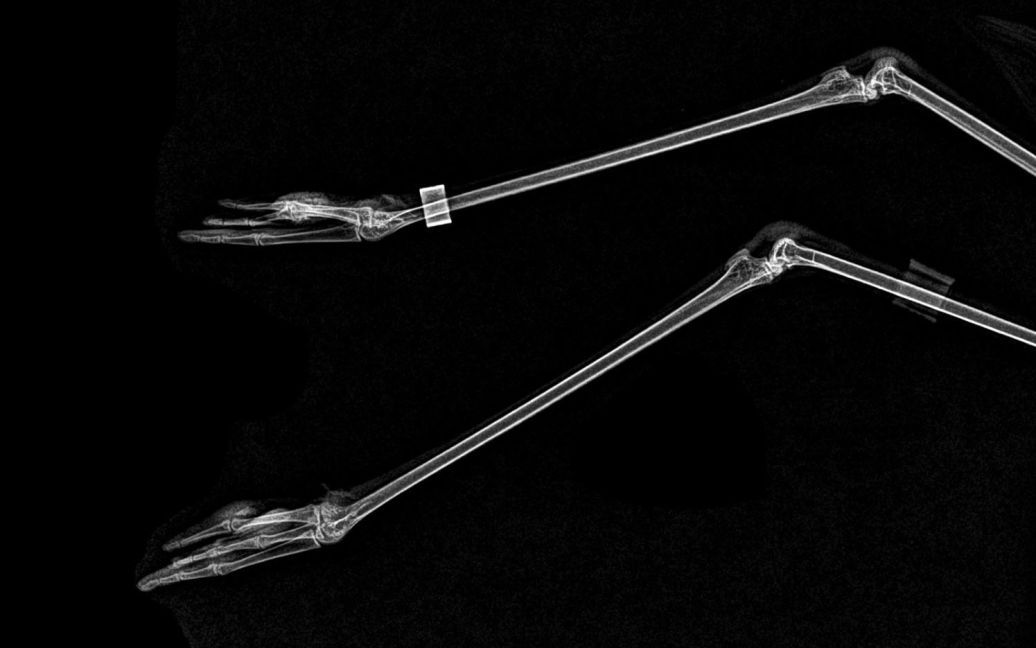 Лапи фламінго / © Oregon zoo