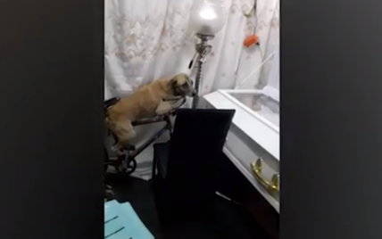 На Филиппинах сняли трогательное видео с собакой, которая прощается с умершим хозяином