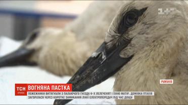 У Румунії пожежники врятували з охопленого полум'ям гнізда сім'ю лелек