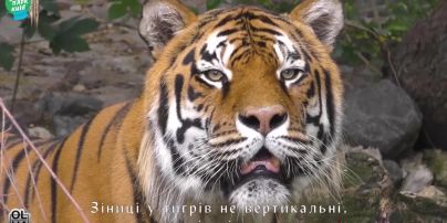 День тигра у Київському зоопарку: як на "Острові звірів" живуть Амба, Тіша, Рена та Малиш