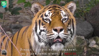 День тигра у Київському зоопарку: як на "Острові звірів" живуть Амба, Тіша, Рена та Малиш