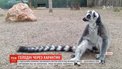На межі виживання: через карантин Одеський біопарк не може прогодувати тварин