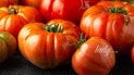 Как сделать лучшее удобрение для томатов