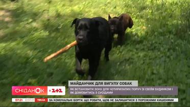 Жители против площадки для выгула собак: кто и почему против выгула животных в отведенном месте