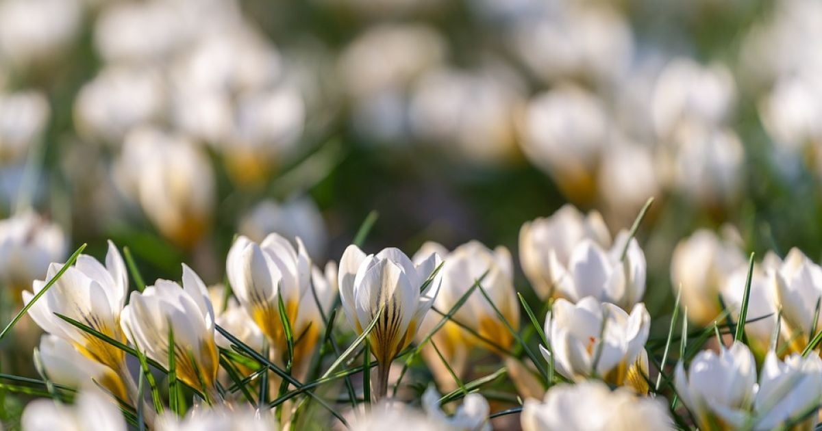 В некоторых регионах ожидается весеннее тепло