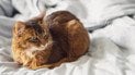 Как сделать жизнь кошки комфортней