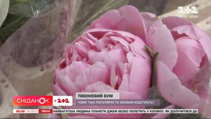Почему пионы по своей популярности сейчас побеждают розы