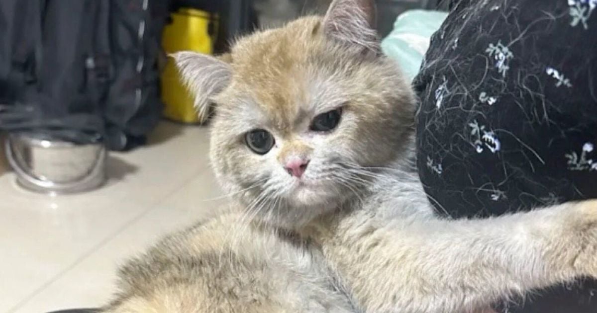 Кот Цзингудяо / Фото: Douyin