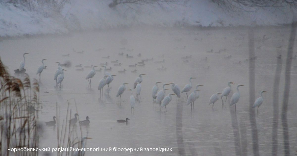 Мешкає у важкодоступних місцях: у Чорнобильському заповіднику помітили величного птаха (фото)
