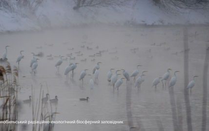Мешкає у важкодоступних місцях: у Чорнобильському заповіднику помітили величного птаха (фото)