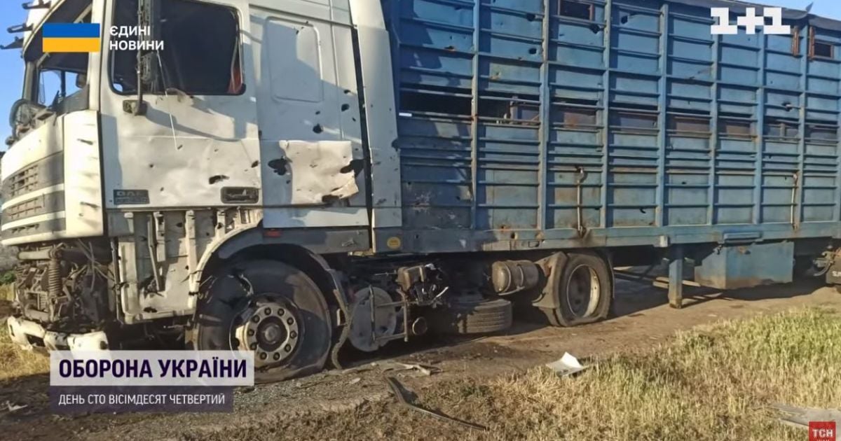 З-під обстрілів на Миколаївщині евакуювали кілька сотень корів, не минулося без втрат