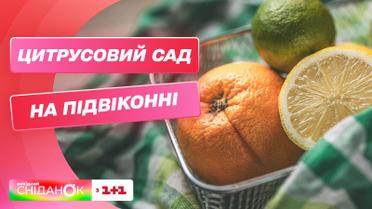 Цитрусовый сад на подоконнике: как ухаживать за лимонами и мандаринами