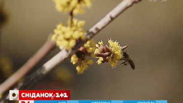 Як правильно обрізати кущі?