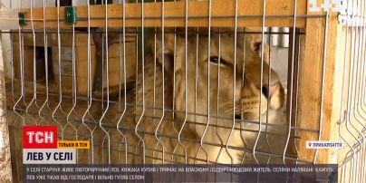 У прикарпатському селі живе півторарічний лев | Новини України