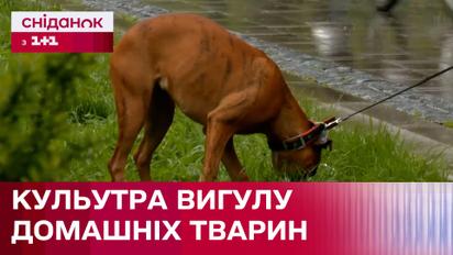Вигул домашніх тварин: Де можна гуляти зі своїми улюбленцями?